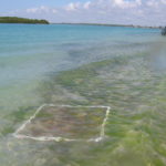 Seagrass survey
