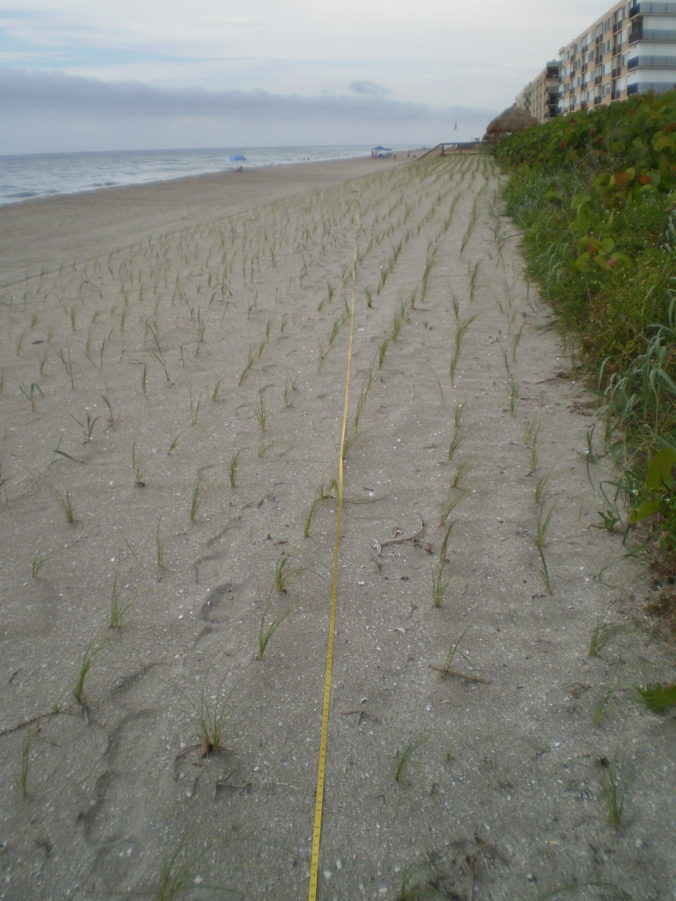 Dune Vegetation Surveys – Ardea Environmental Consultants